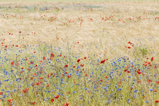 PHOTOWALL / Rye Field with Flowers (e25141)