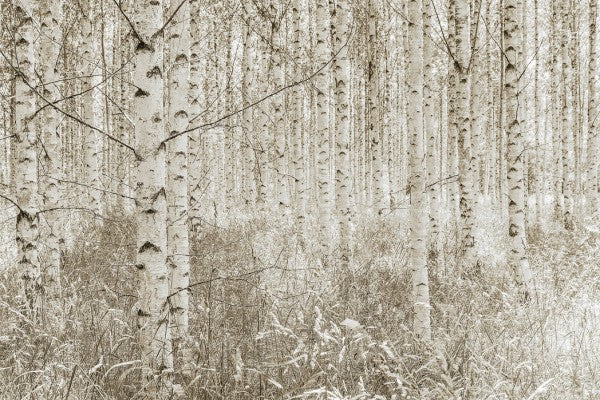 PHOTOWALL / Quiet Birch Forest (e25143)