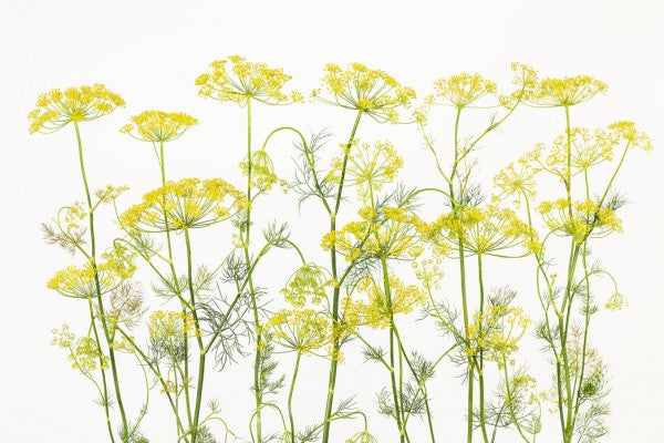 PHOTOWALL / Dill Herb (e25145)