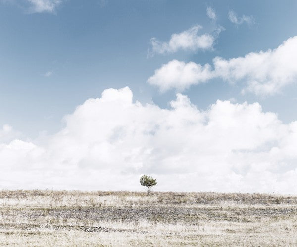PHOTOWALL / Alone Tree (e25169)