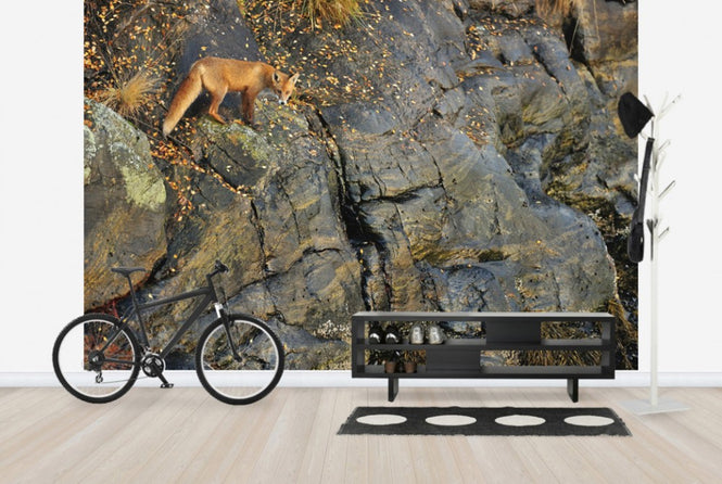 PHOTOWALL / Fox on the Rocks (e29446)