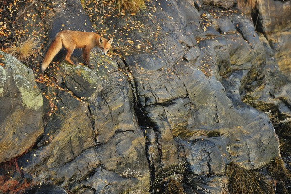 PHOTOWALL / Fox on the Rocks (e29446)