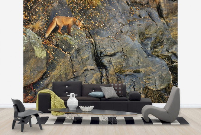 PHOTOWALL / Fox on the Rocks (e29446)