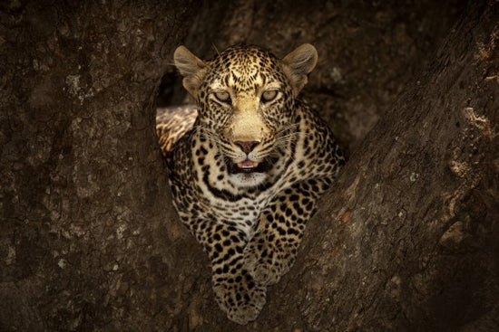 PHOTOWALL / Leopard Resting on a Tree at Masai Mara (e29464)