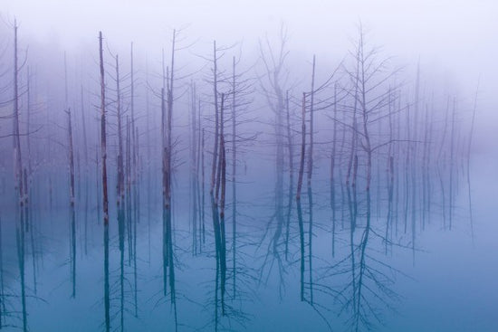 PHOTOWALL / Misty Blue Pond (e29496)