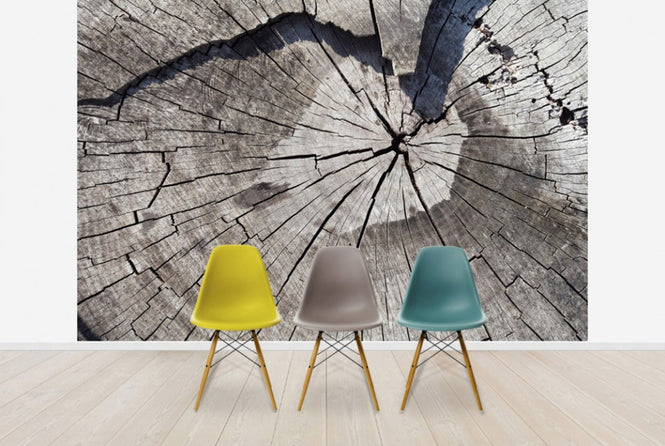 PHOTOWALL / Old Tree Trunk (e40419)