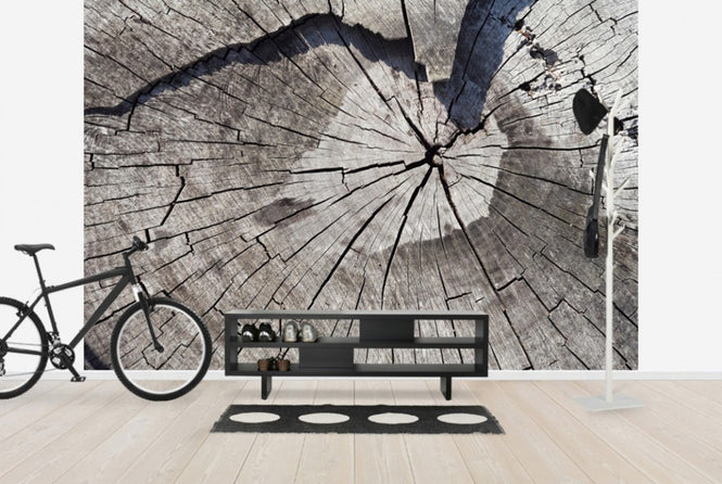 PHOTOWALL / Old Tree Trunk (e40419)