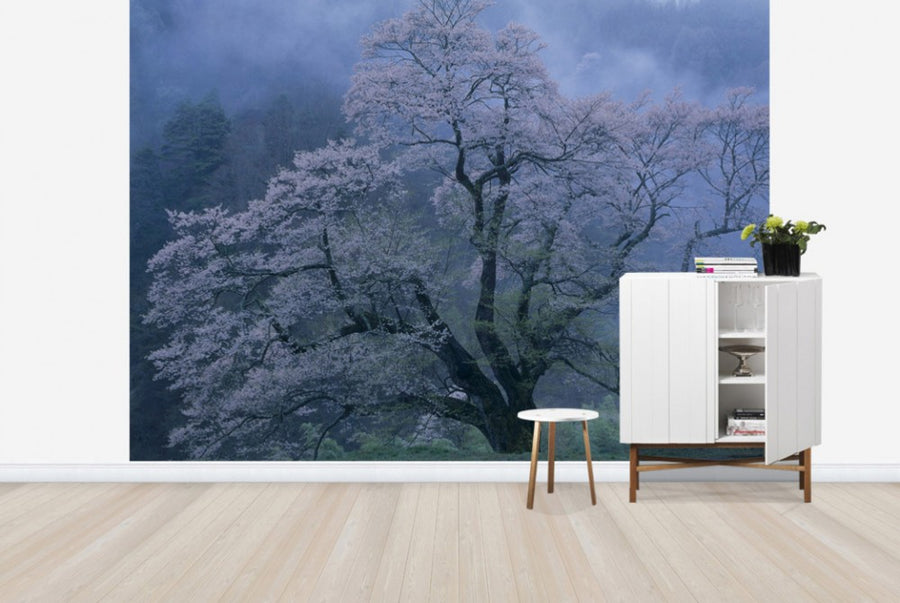 PHOTOWALL / Mystical Cherry Blossoms (e29537)