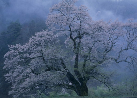 PHOTOWALL / Mystical Cherry Blossoms (e29537)