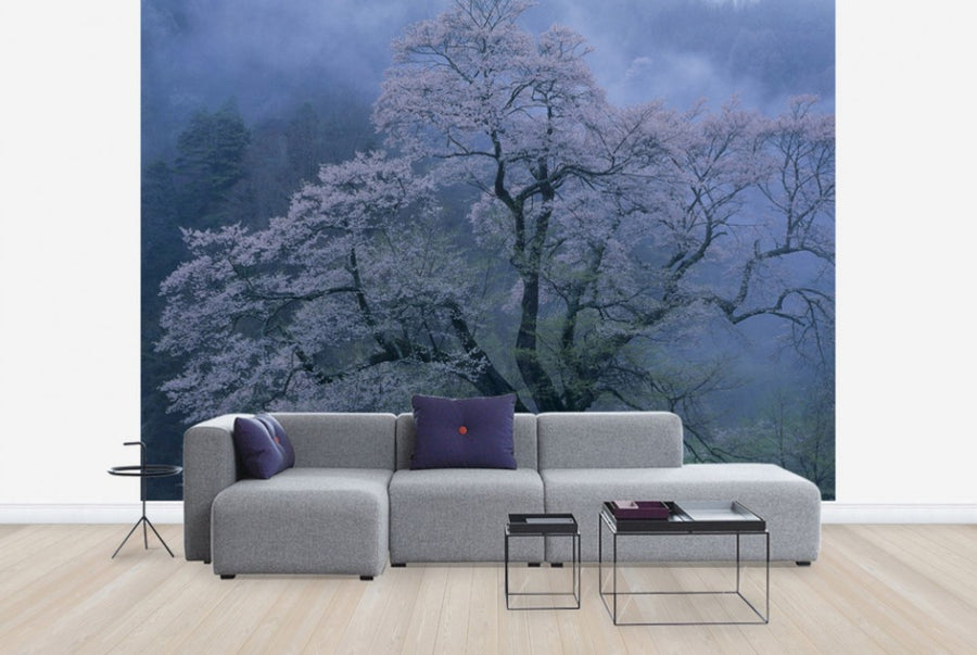 PHOTOWALL / Mystical Cherry Blossoms (e29537)