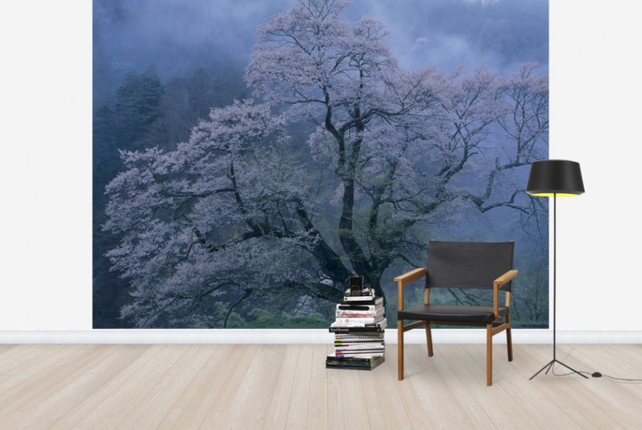 PHOTOWALL / Mystical Cherry Blossoms (e29537)