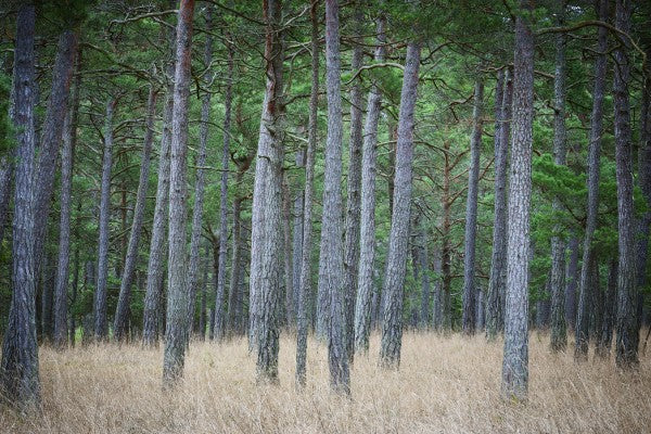 PHOTOWALL / Mystery Pine Forest (e25538)