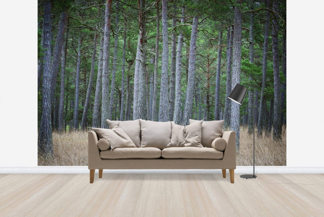 PHOTOWALL / Mystery Pine Forest (e25538)