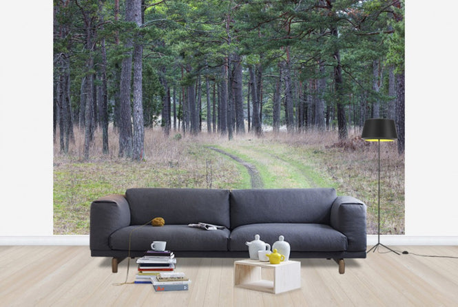 PHOTOWALL / Pine Forest Road (e25541)