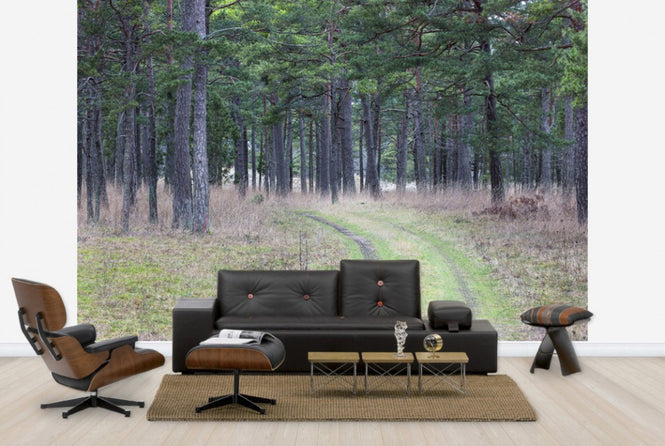 PHOTOWALL / Pine Forest Road (e25541)