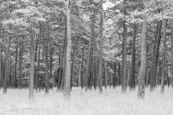 PHOTOWALL / Pine Forest (e25542)