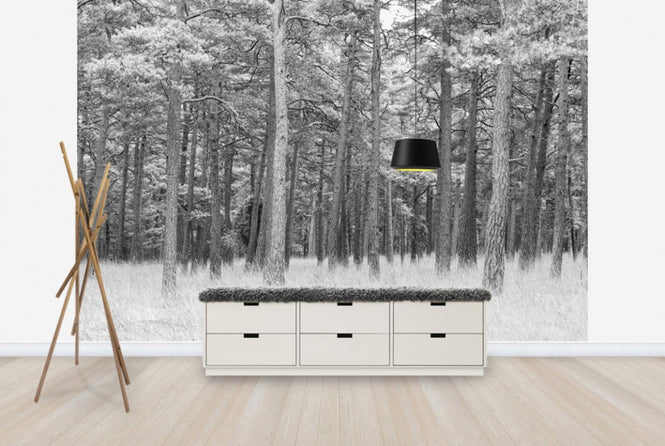 PHOTOWALL / Pine Forest (e25542)