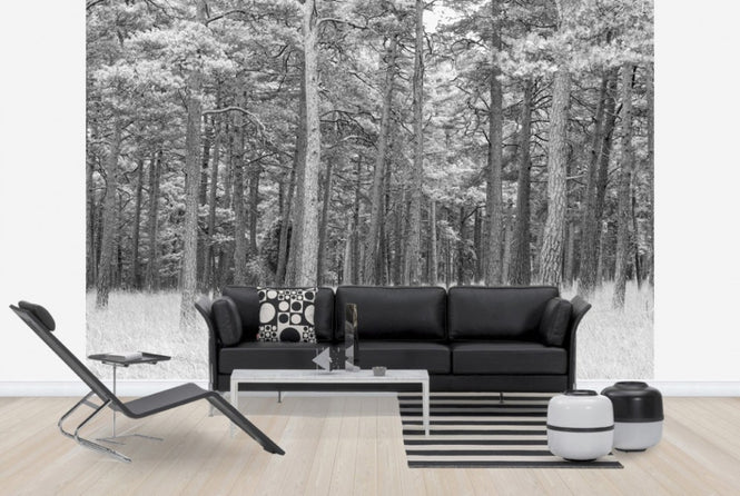 PHOTOWALL / Pine Forest (e25542)