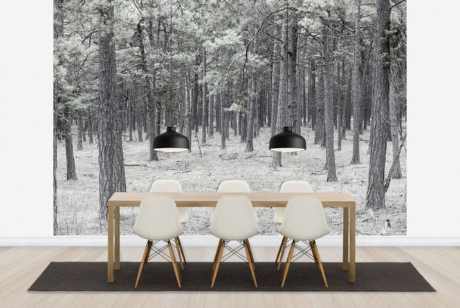 PHOTOWALL / Pine Tree Forest (e25543)