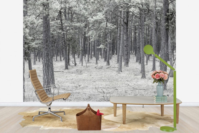 PHOTOWALL / Pine Tree Forest (e25543)