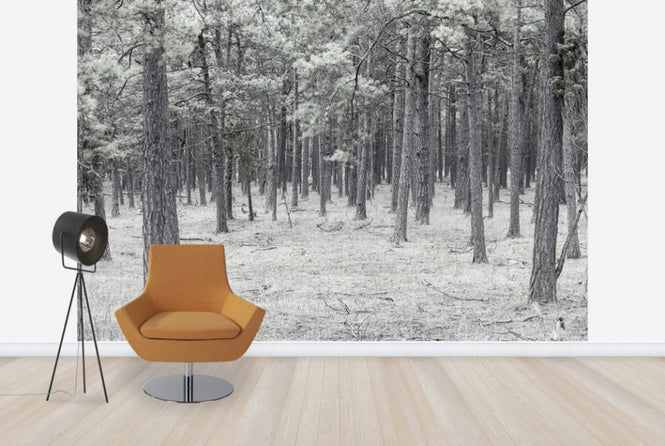 PHOTOWALL / Pine Tree Forest (e25543)