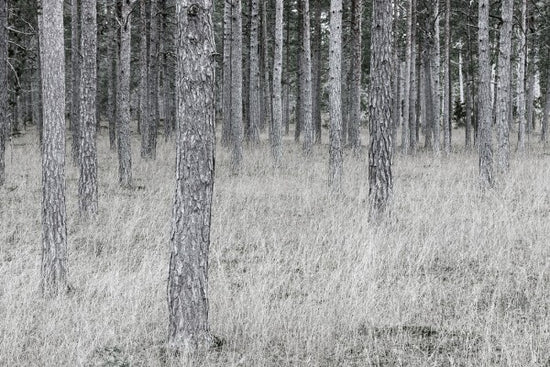 PHOTOWALL / Pine Trunks (e25544)