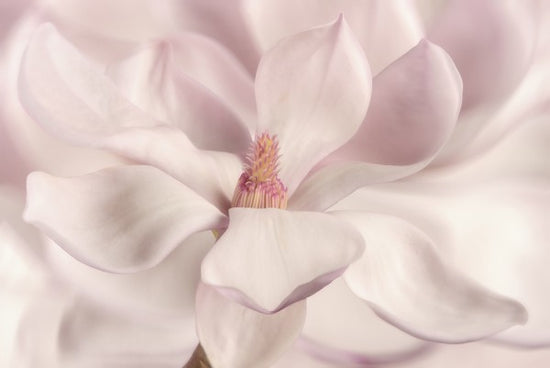 PHOTOWALL / White Magnolia (e25611)