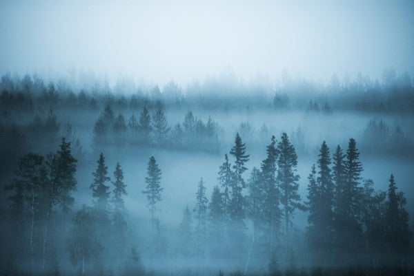 PHOTOWALL / Into the Wild (e25662)