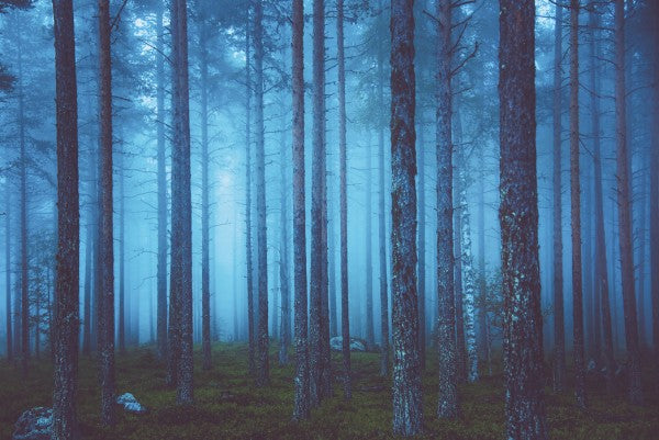 PHOTOWALL / Mystic Forest (e25663)