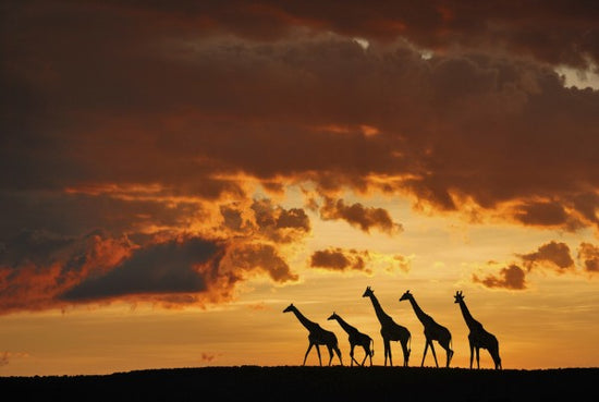 PHOTOWALL / Five Giraffes (e29616)