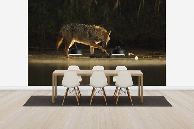 PHOTOWALL / Jackal Morning Play (e29618)