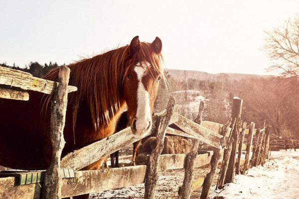 PHOTOWALL / Friendly Chestnut (e29589)
