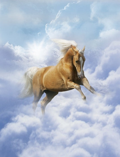 PHOTOWALL / Cloud Horse (e29605)