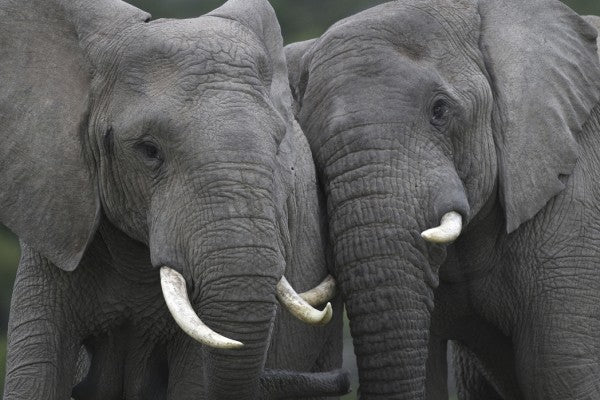 PHOTOWALL / Friendly Elephants (e29609)