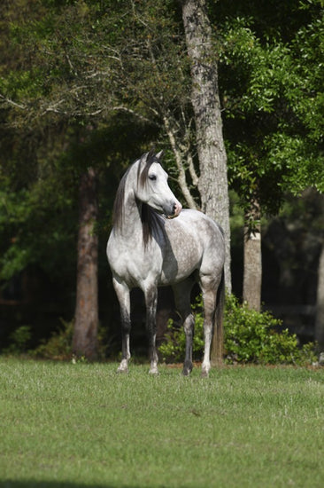 PHOTOWALL / Grey Dot Horse (e29610)