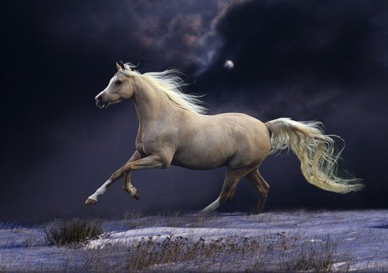 PHOTOWALL / Horse in Moonlight (e29612)