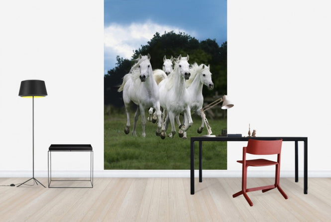 PHOTOWALL / Shining White Horses (e29614)