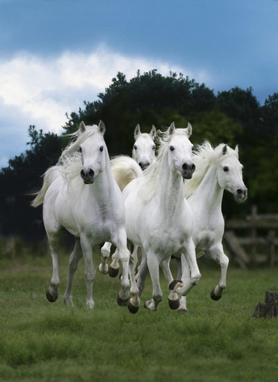 PHOTOWALL / Shining White Horses (e29614)