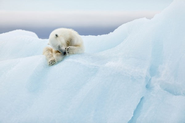 PHOTOWALL / Polar Bear Grooming (e29626)