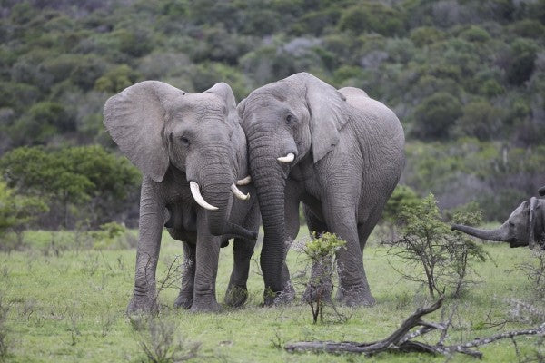 PHOTOWALL / Cuddling Elephants (e29578)
