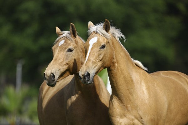 PHOTOWALL / Horse Friends (e29581)