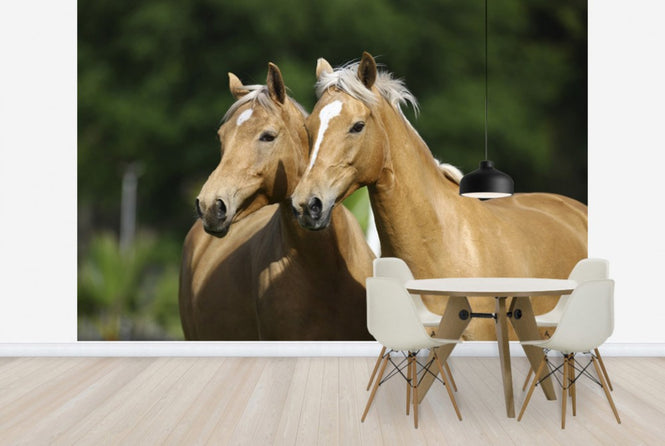PHOTOWALL / Horse Friends (e29581)
