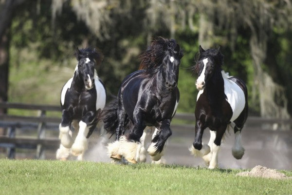 PHOTOWALL / Horse Team (e29584)