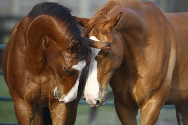 PHOTOWALL / Horses in Love (e29585)
