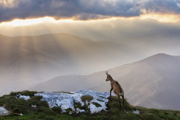 PHOTOWALL / Chamois in Piatra Craiului Romania (e29634)