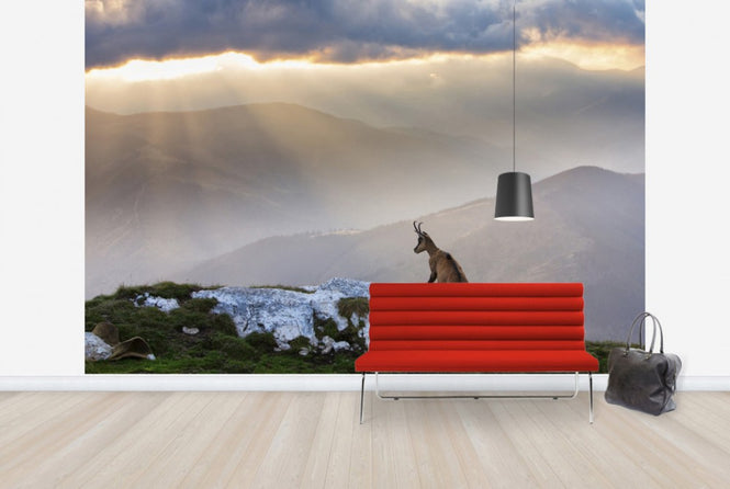 PHOTOWALL / Chamois in Piatra Craiului Romania (e29634)