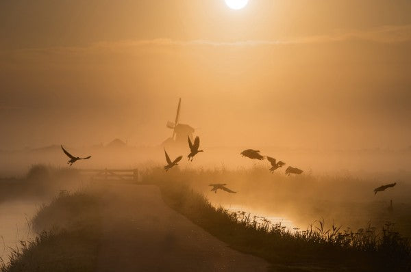 PHOTOWALL / Sunrise Flight (e29640)