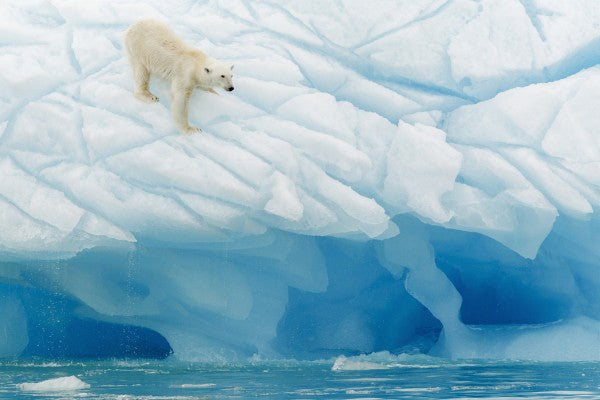 PHOTOWALL / Leaning Polar Bear (e29652)