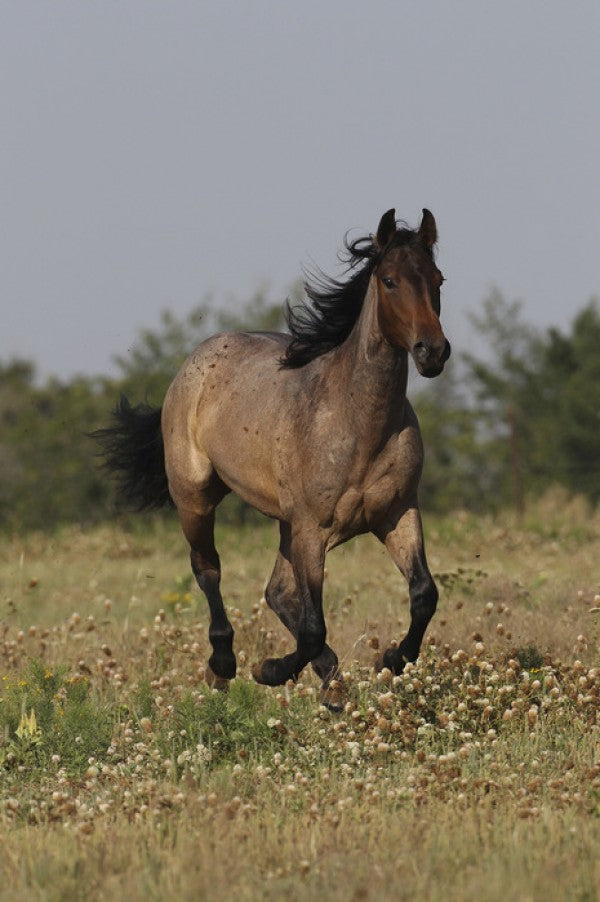 PHOTOWALL / Quarter Horse on Meadow (e29727)