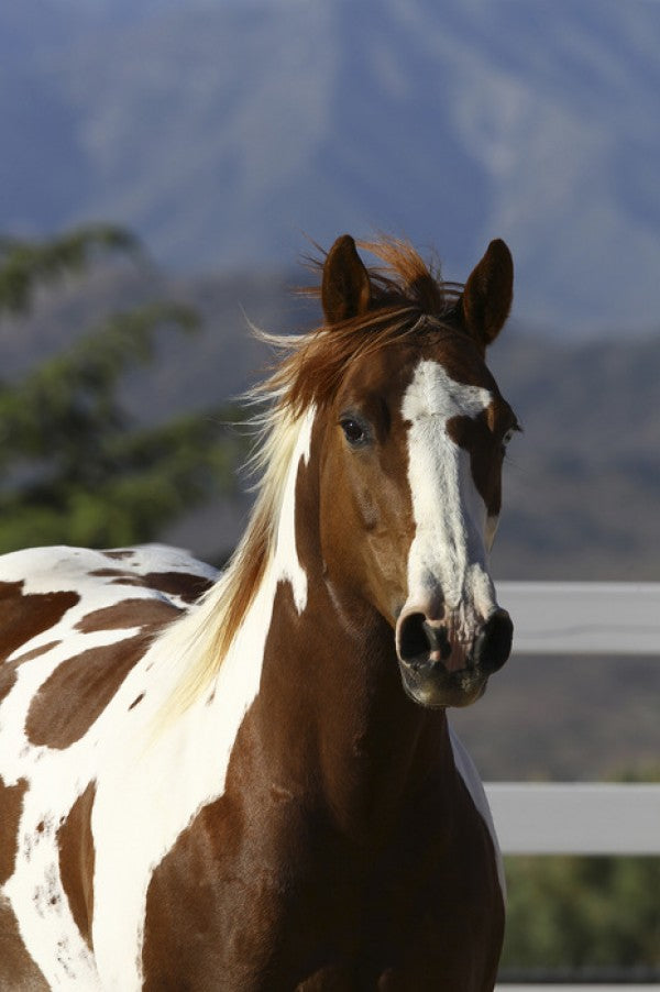 PHOTOWALL / Quarter Horse Close Up I (e29728)